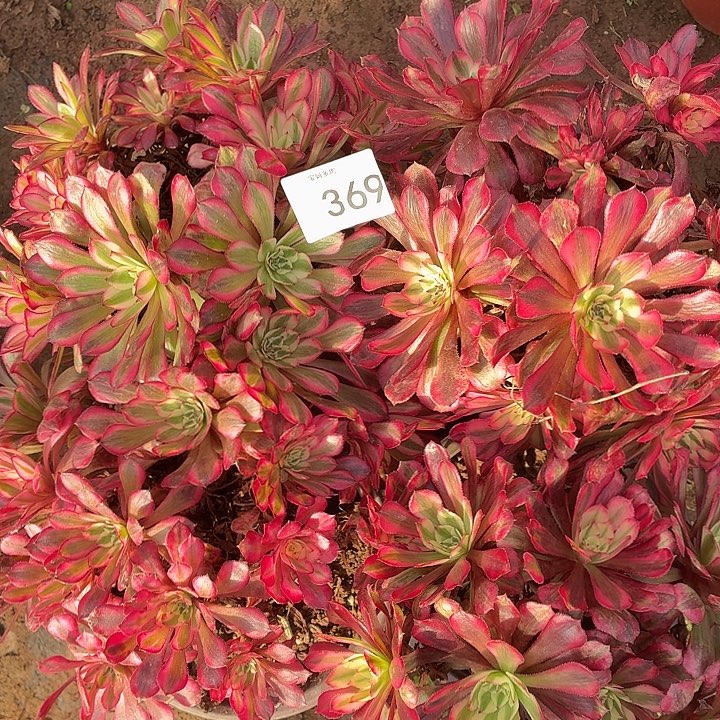 369号一物一拍4棵