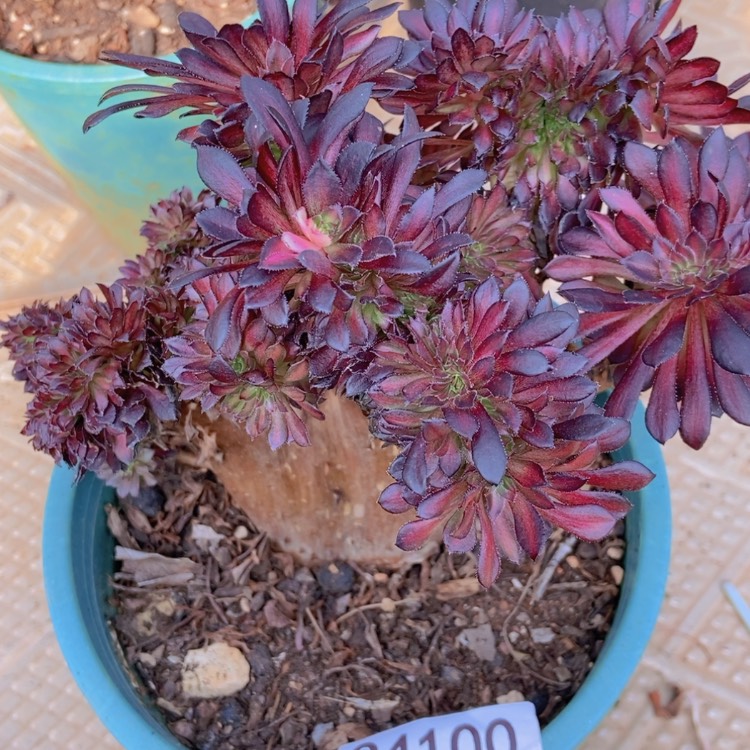 【闪购商品】二**姨4100多肉