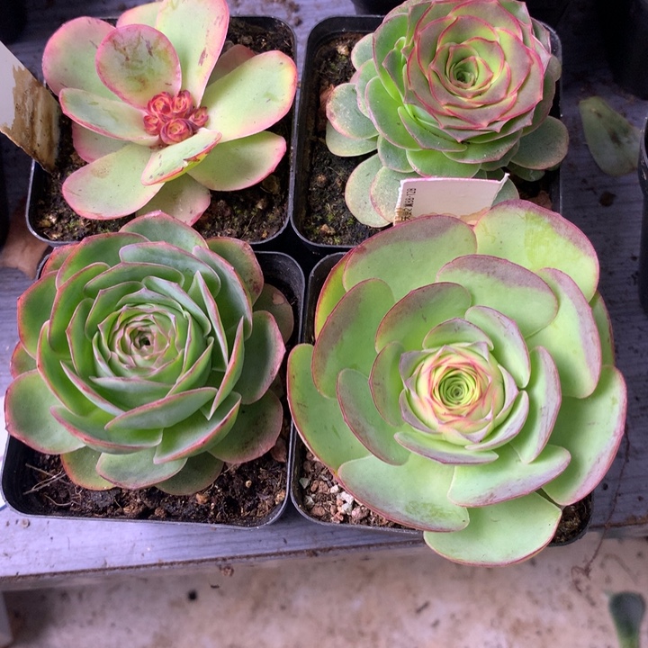 阴***️一物一拍星辰四颗