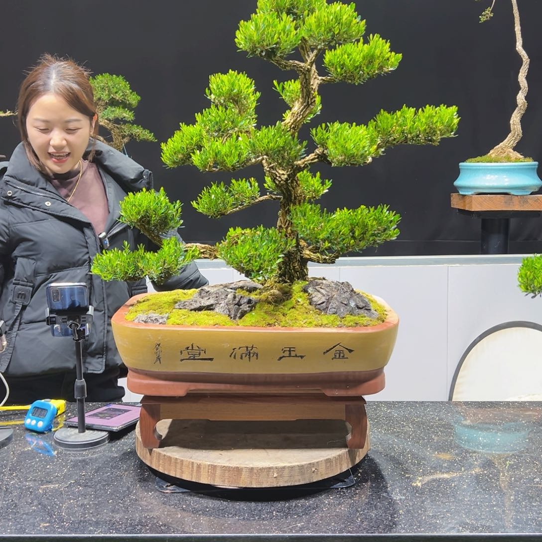 黄杨盆景老桩四季长青