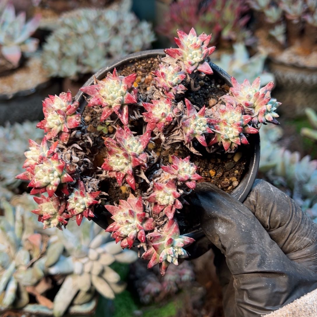 8510哈哈哈哈哈哈哈