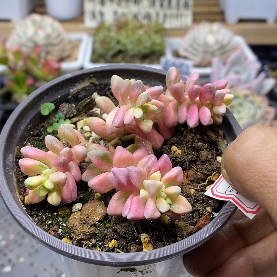 01187 七彩白鹭锦