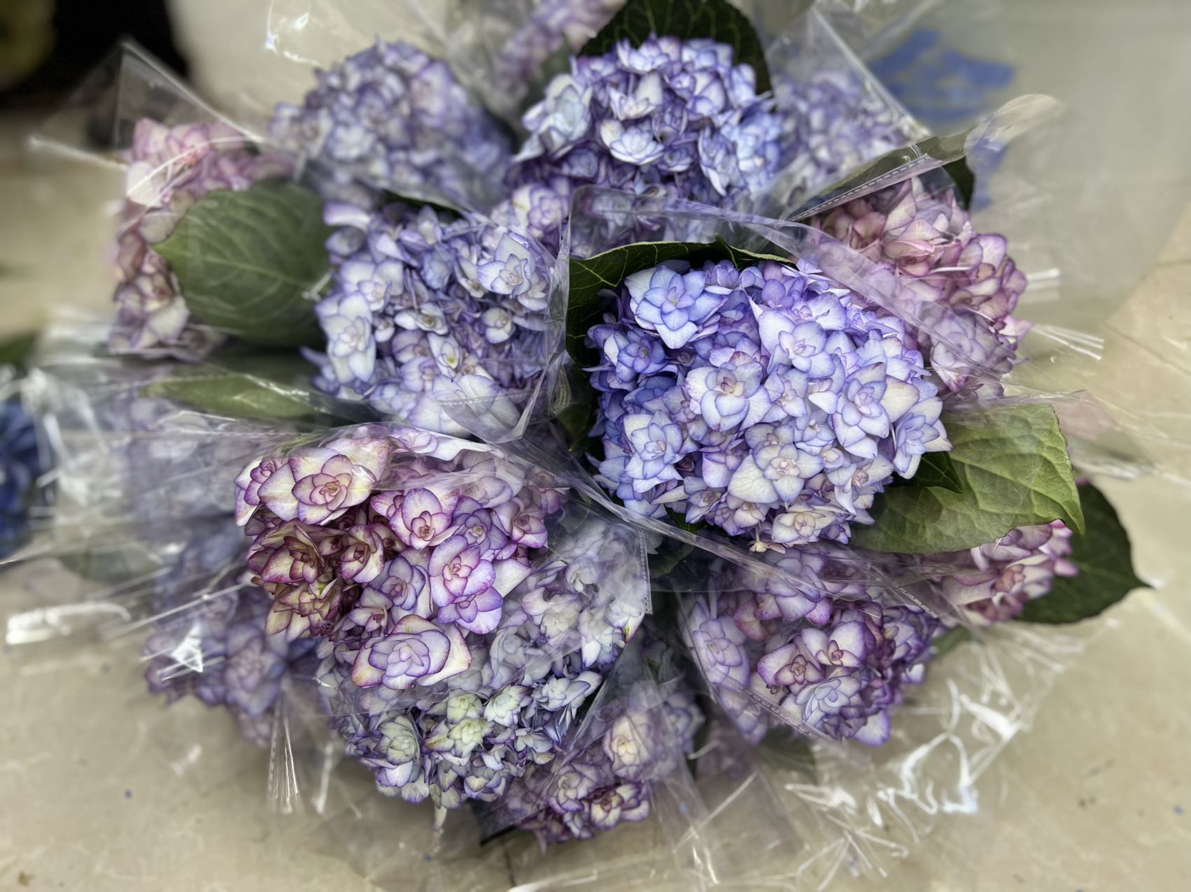 【纱织小姐绣球鲜花】云南产地直发 | 新鲜采摘