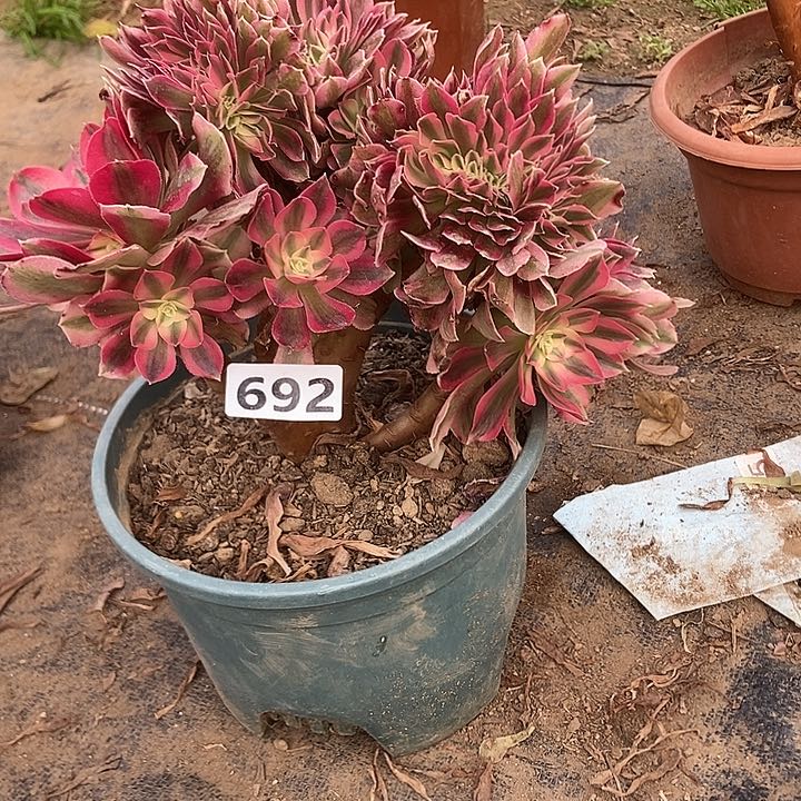 692粉女巫老庄缀化老