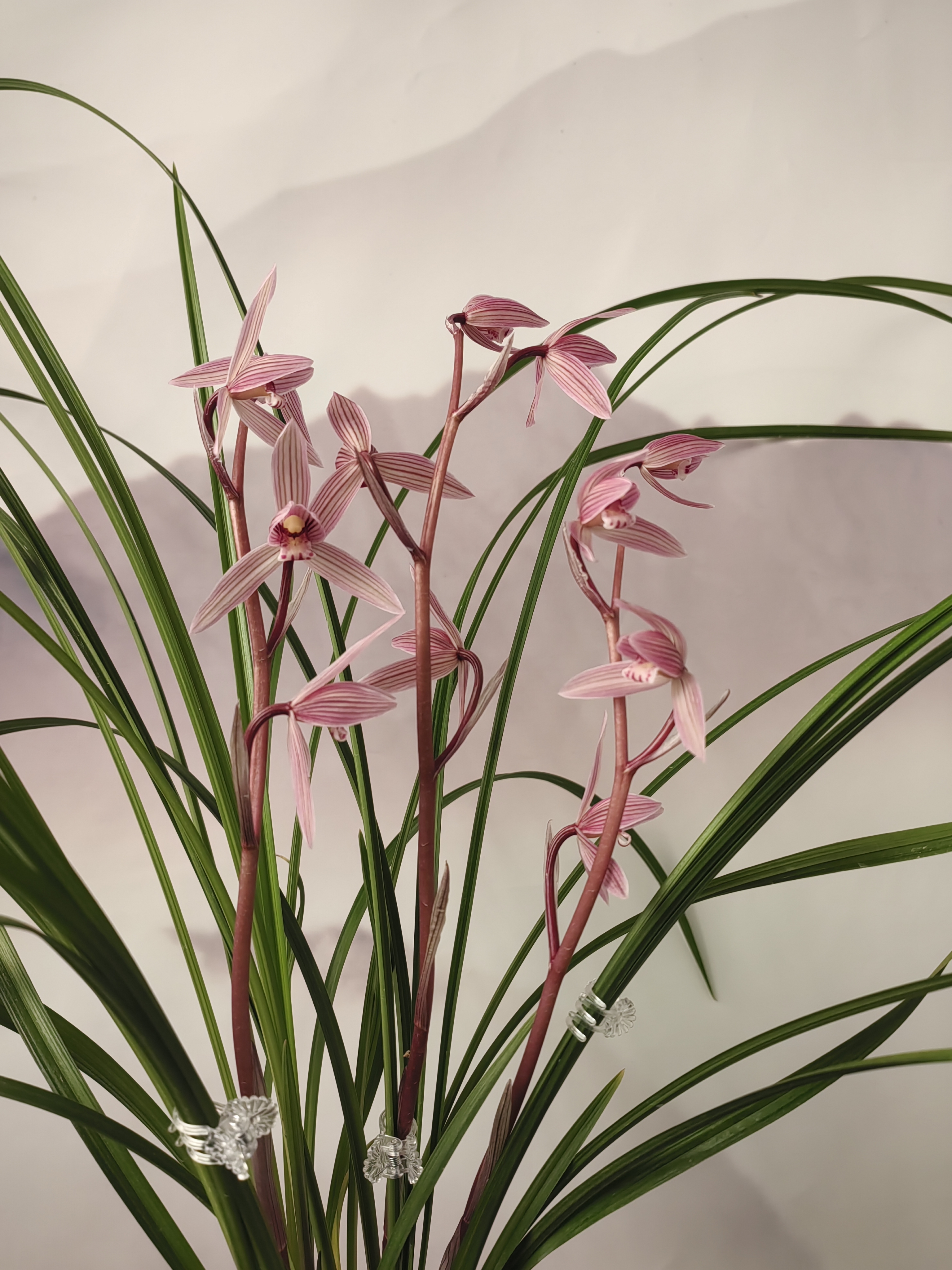 种植兰花映山红红红火火石榴红小高素