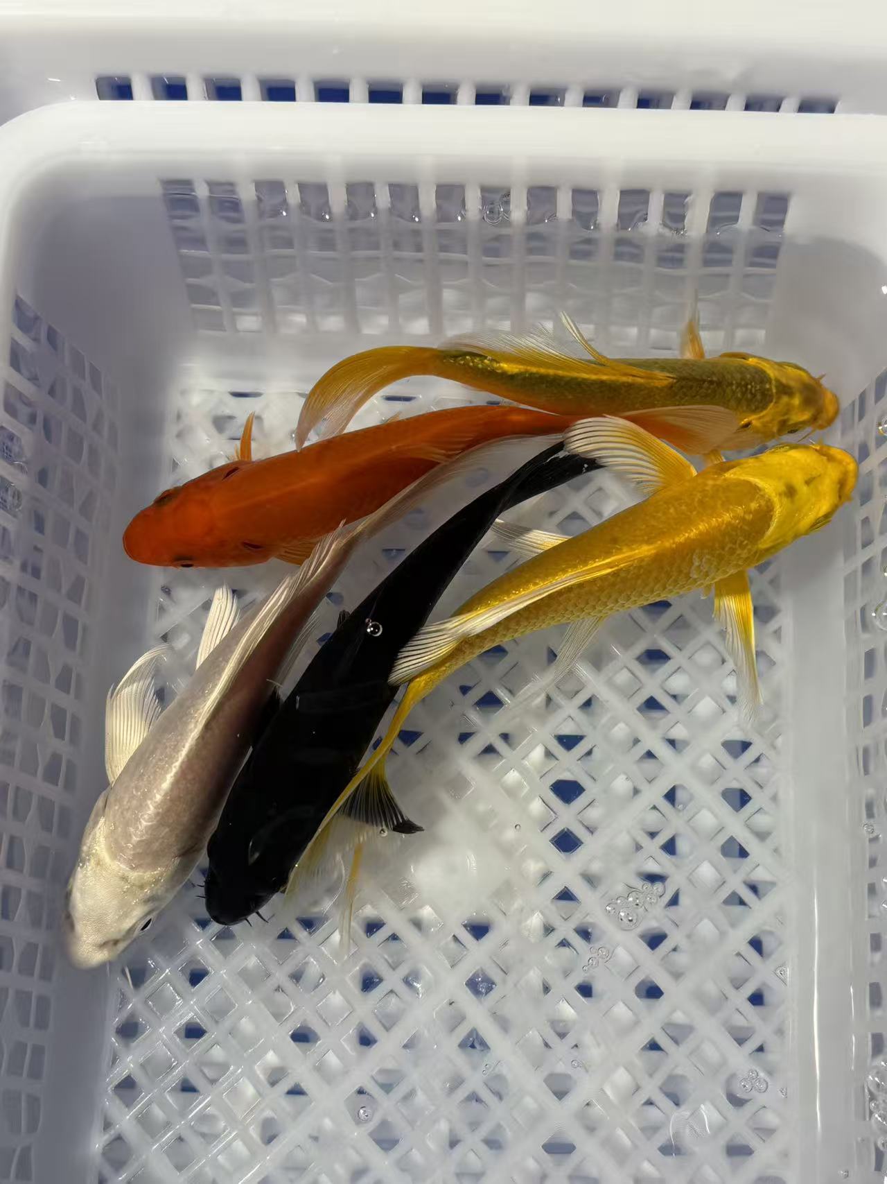 【8-10cm五条装】冷水锦鲤草金观赏鱼