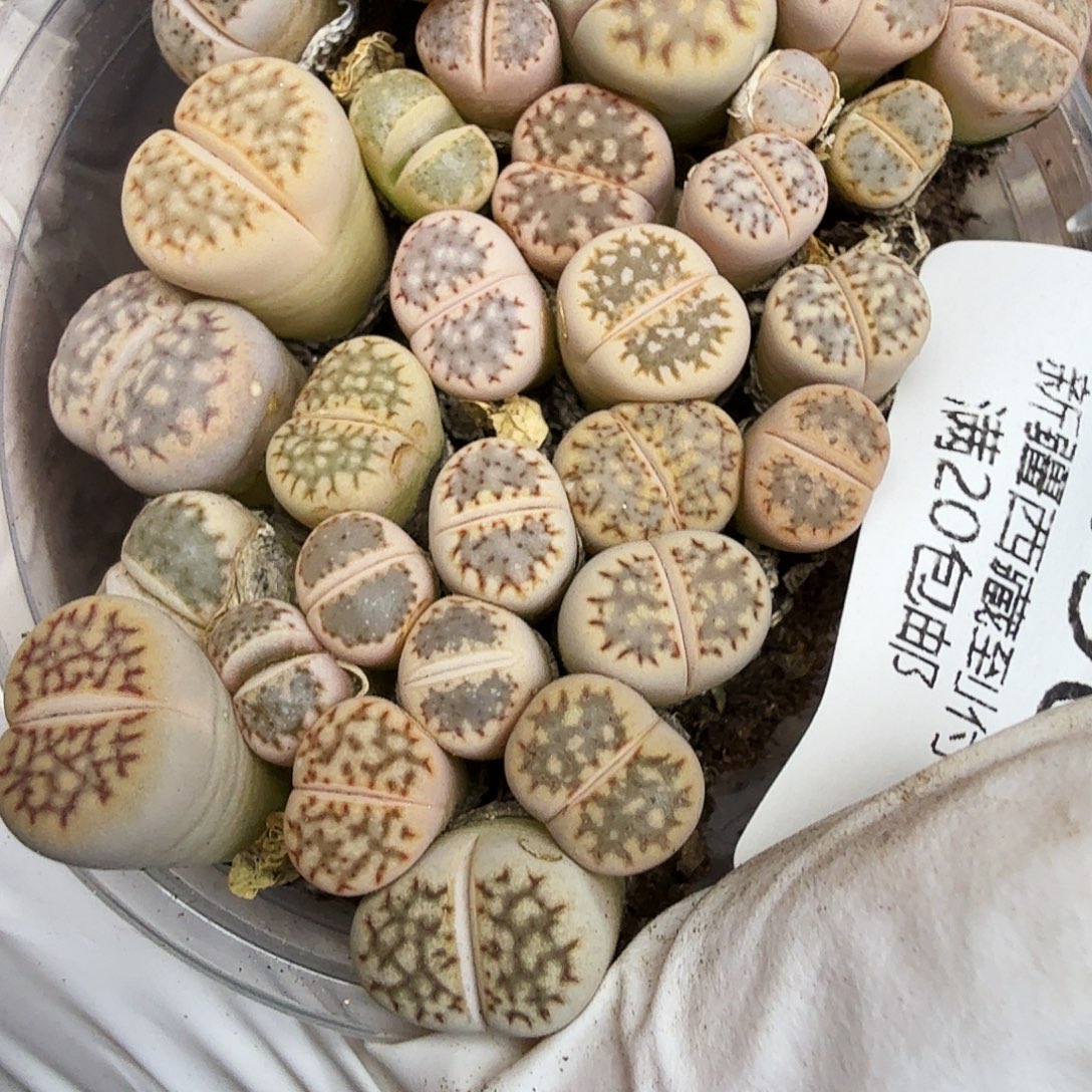 不会因为不知道你想干什么不490