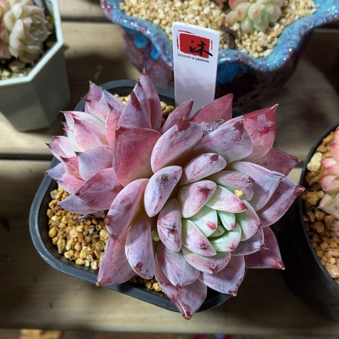 自助下单一物一拍多肉_过年可寄养问主播