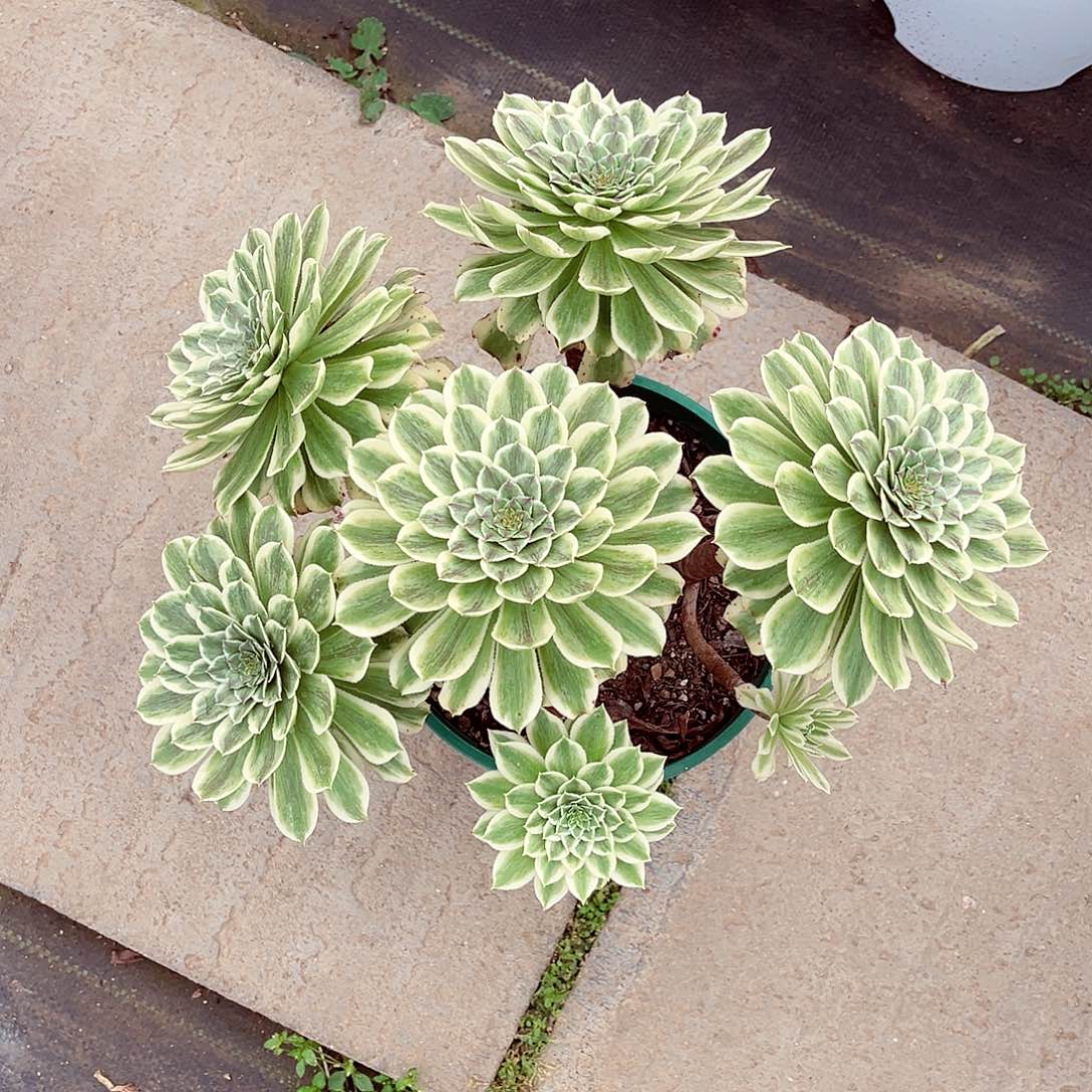 法师多肉漂亮漂亮