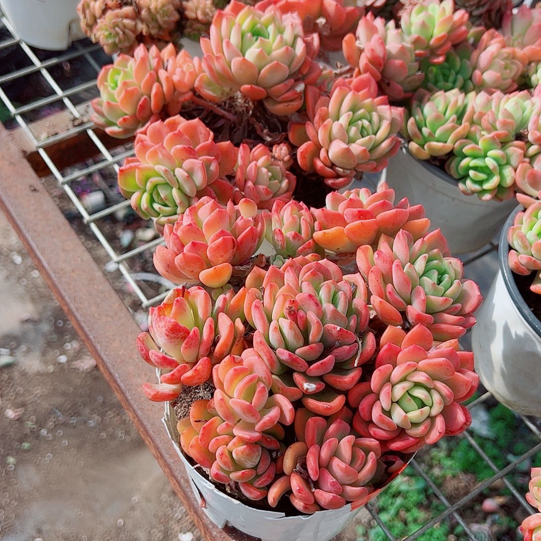 芬达多头群生二盆