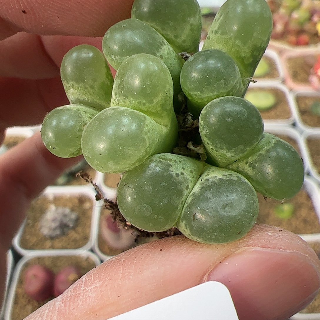 【闪购商品】149 双11福利