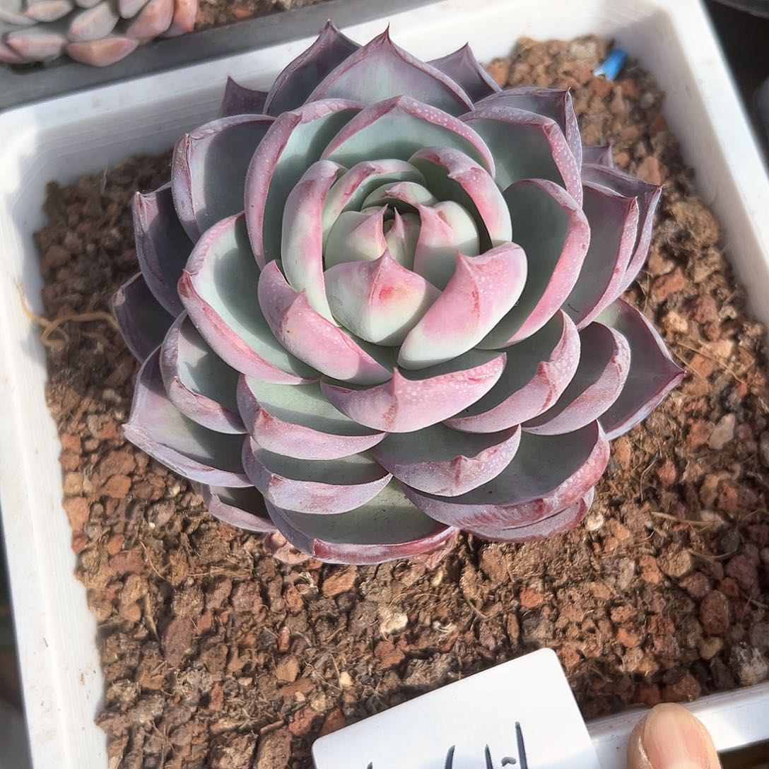 1.13-39惊鸿仙子单头