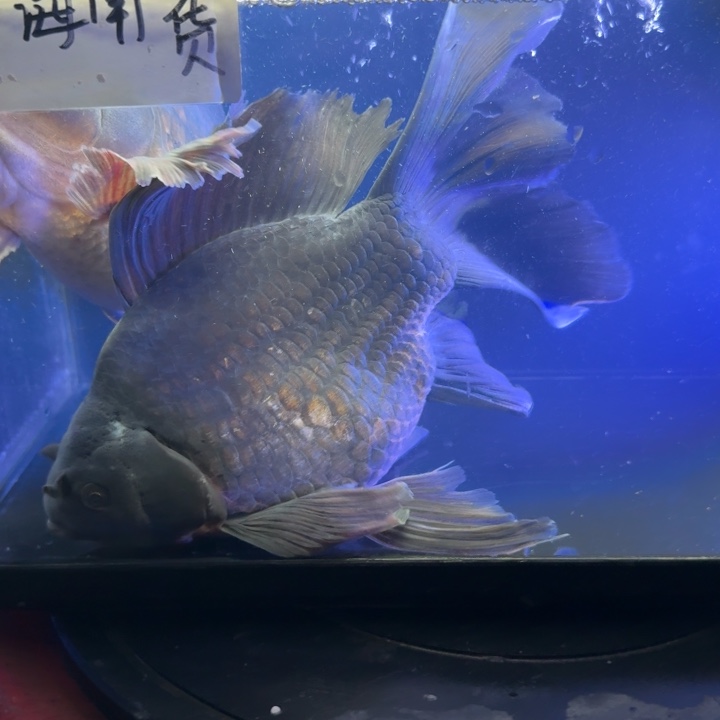 熊***-海水鱼蝴蝶鲤258元