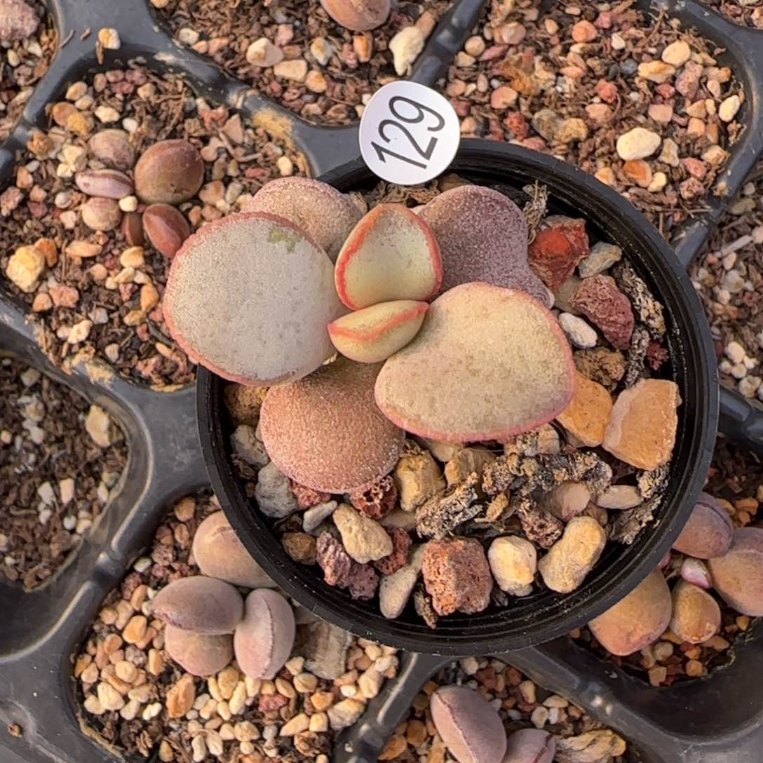 云**空恋人心水泡多肉植物129