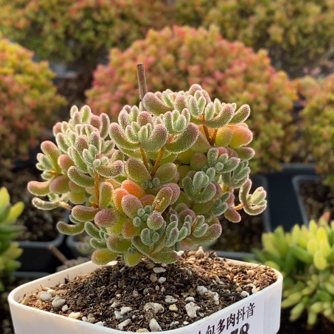 优选冰晶2958枝干番杏