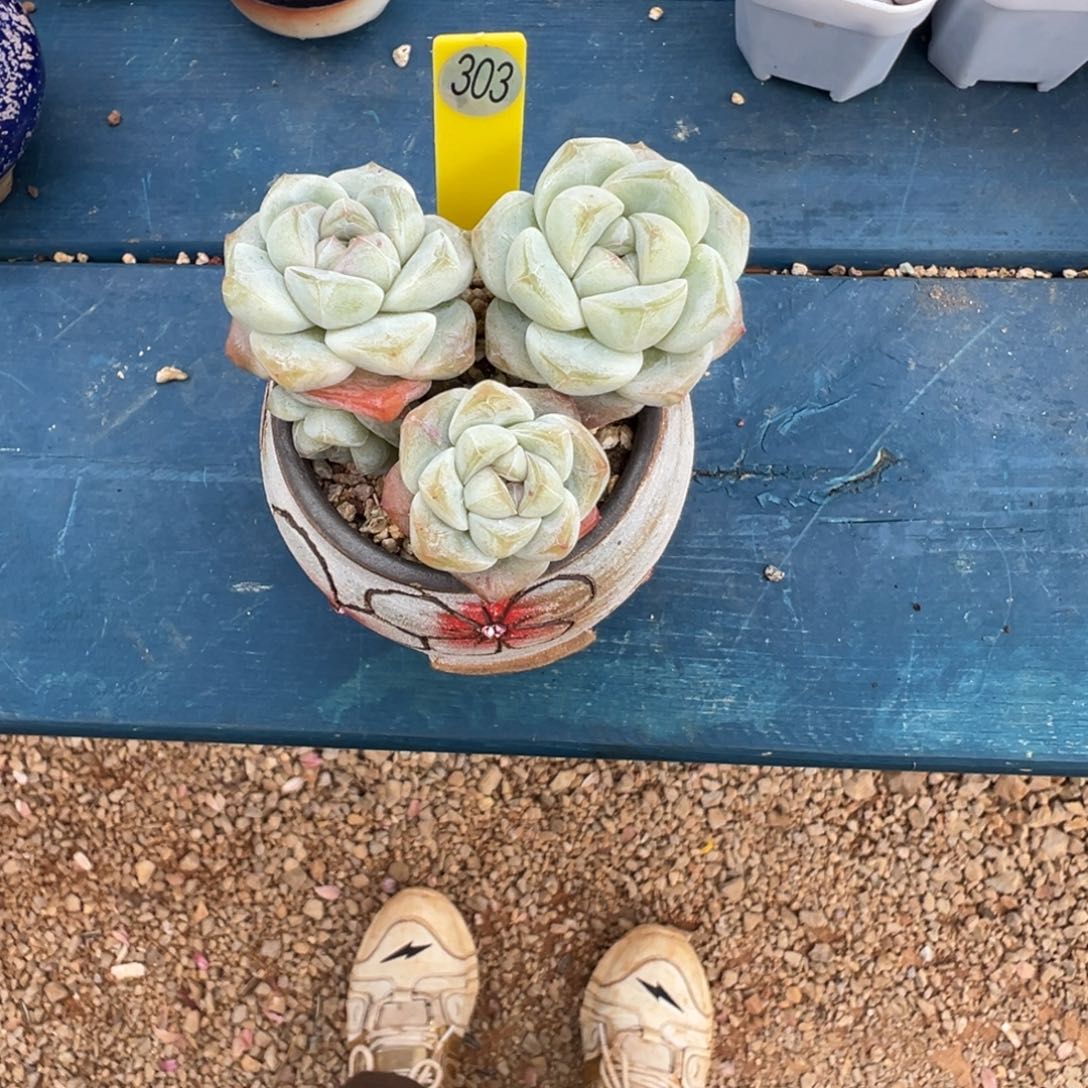 是***柔303冰玉带盆土发货