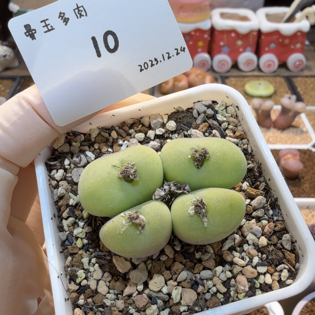 多肉多肉多肉12.24-010 空卡佛