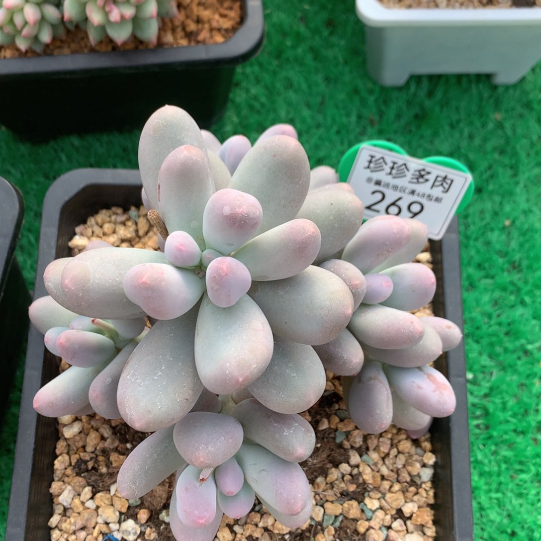 左米可奶无砍老桩269