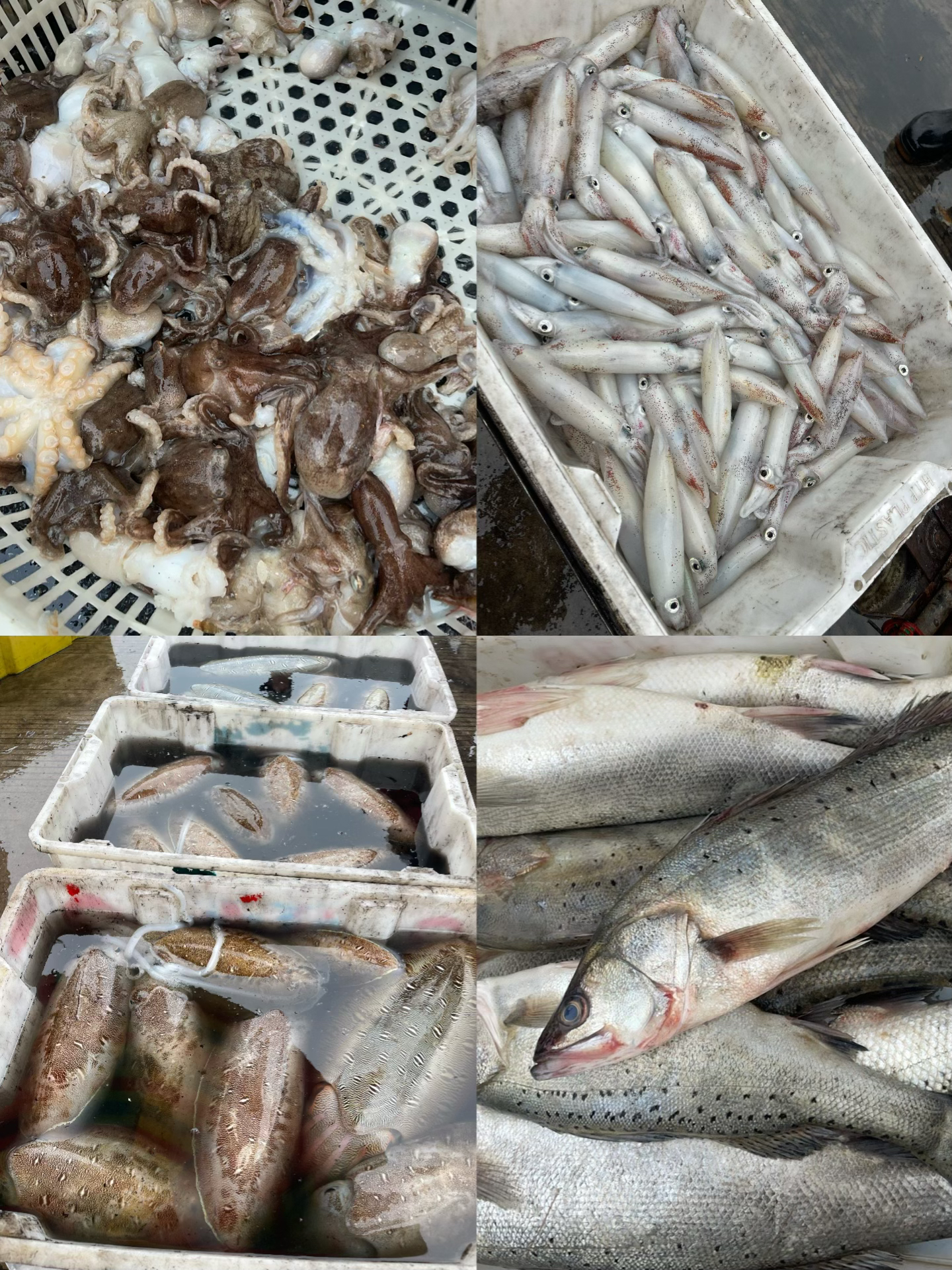 顺丰包邮海鲜拼单链接