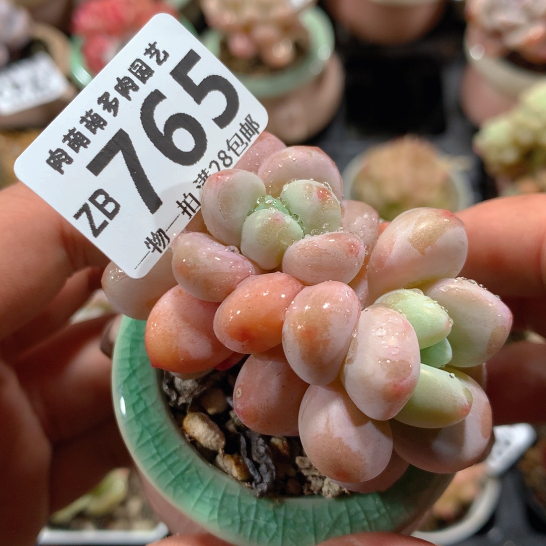 5CM拇指盆精控多肉ZB765