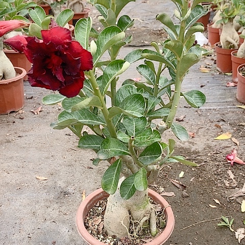 【闪购商品】无花朵还*我