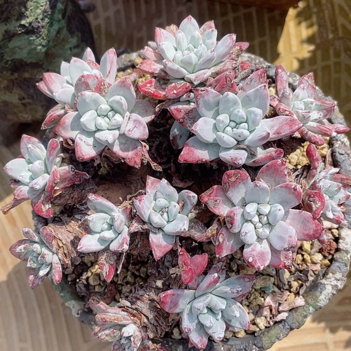 【闪购商品】泡西芙罗拉