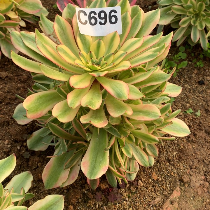 油画少女696多肉植物