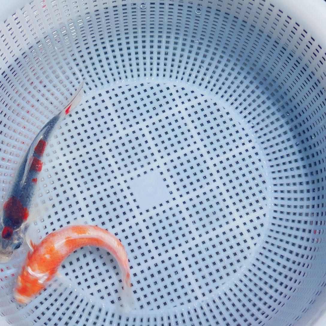 锦鲤锦鲤观赏鱼8888