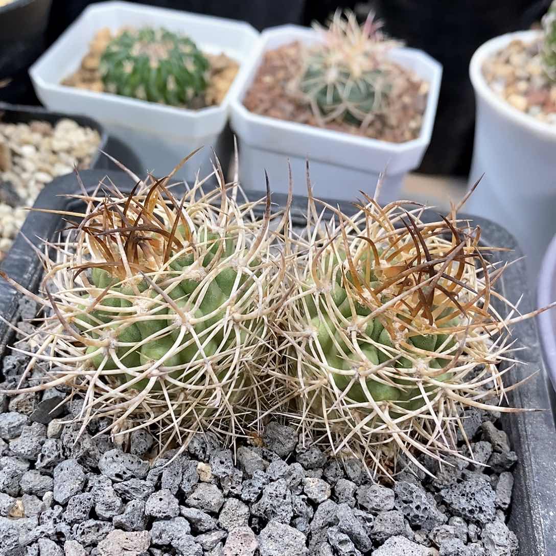 实生双头五百津玉仙人球