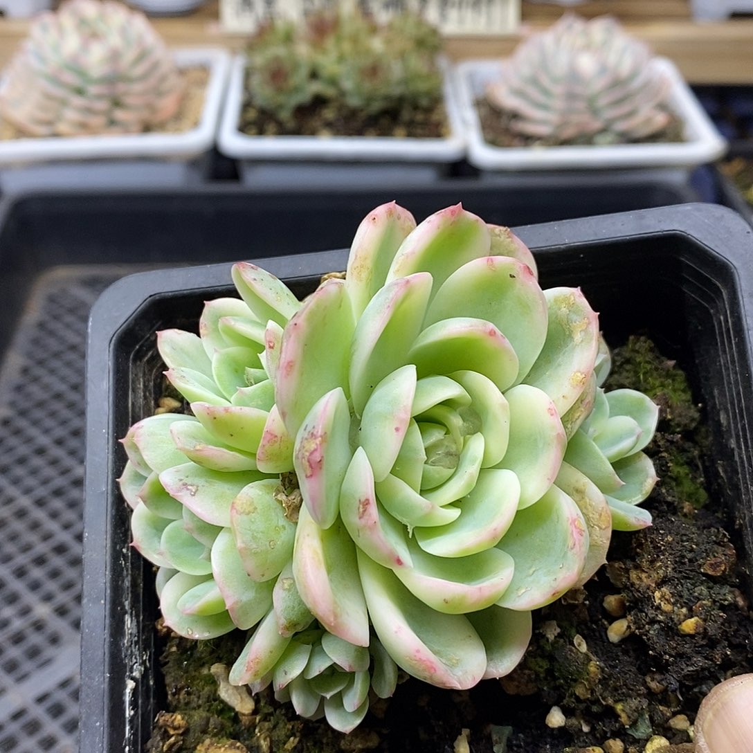 19164 茉莉花覆轮锦 6 头 需延时发货