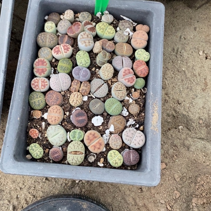 琉***瞳生石花等植物的生长957