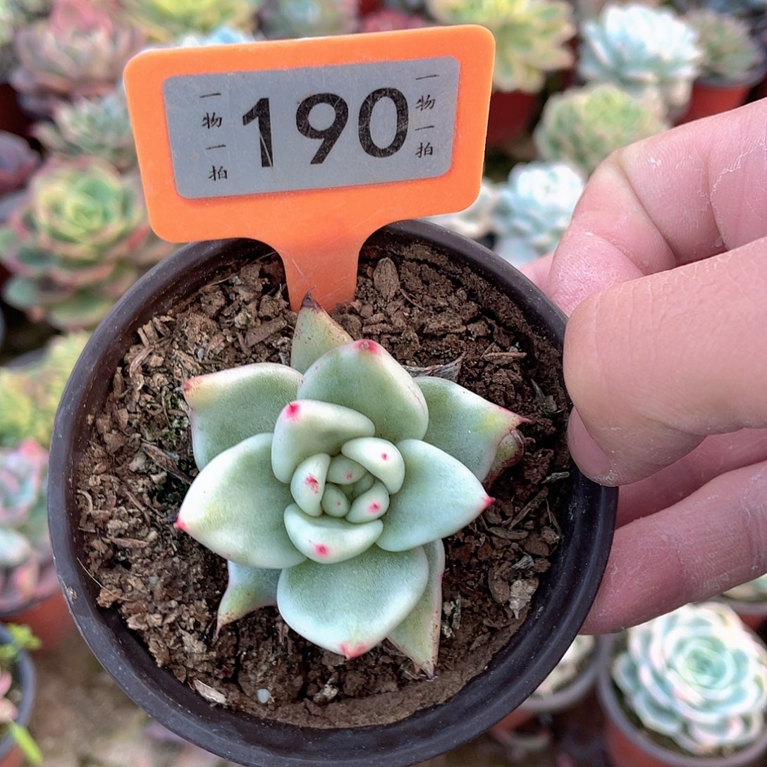 逍****卡了190号你星星心都