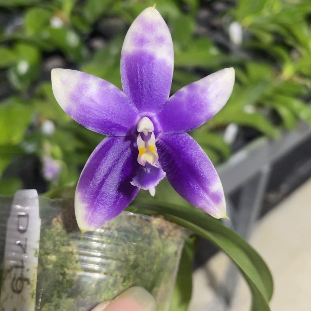 完全开放13号 开花株 少根叶瑕