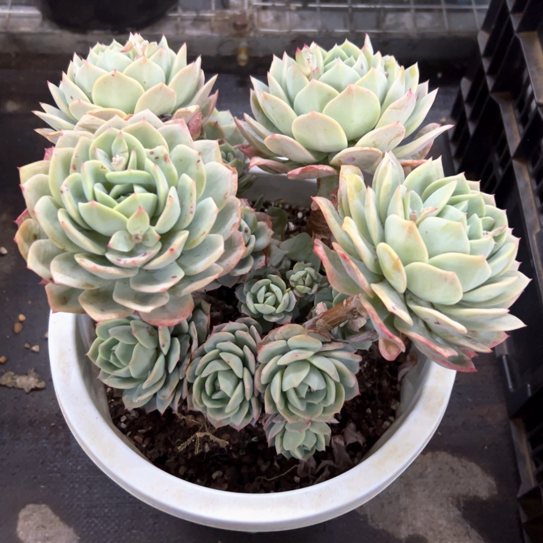 恋曲28 零零多肉植物