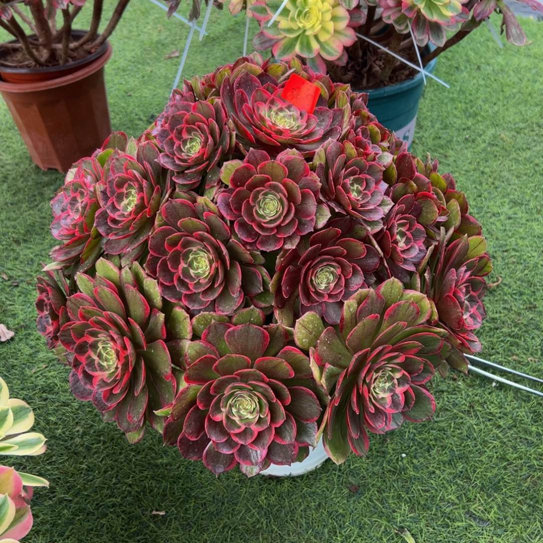 20炖肉植物发货粉花妖