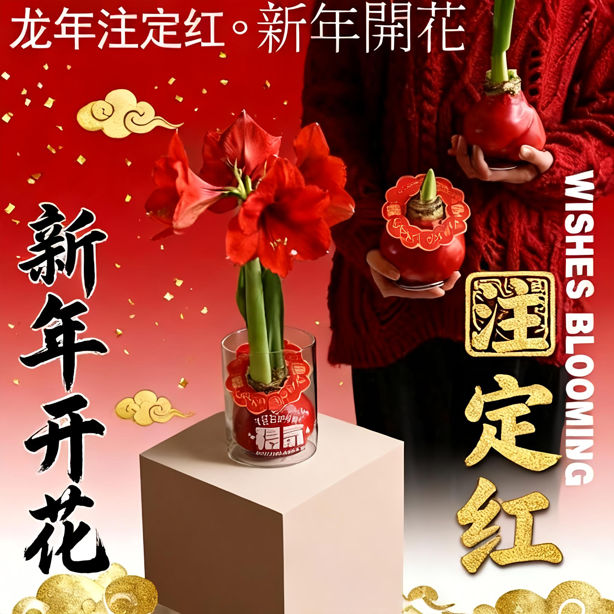 蜡封朱顶红种球石蜡球无需水土吃空气生长开花