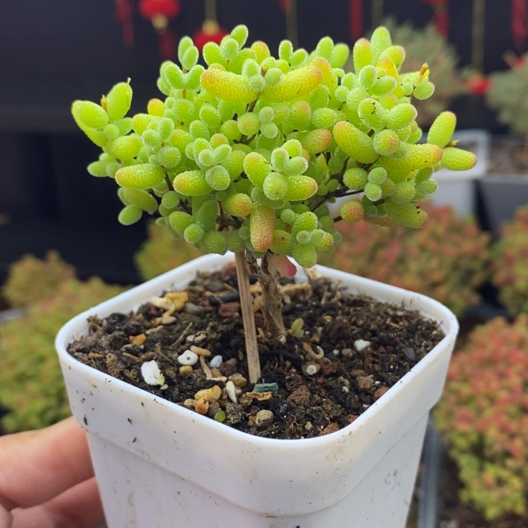 426号金桔糖球枝干