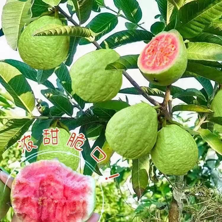 红心番石榴树果苗嫁接红宝石台湾黄金奶油四季白心珍珠帝王芭乐苗