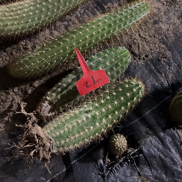 毛花柱随机发3颗不知名72