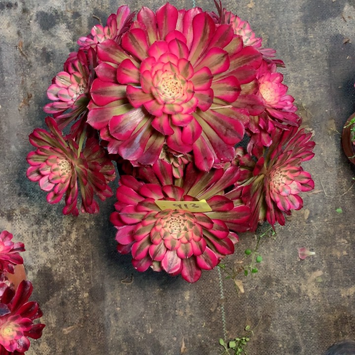 913红铜白多肉一物一拍～