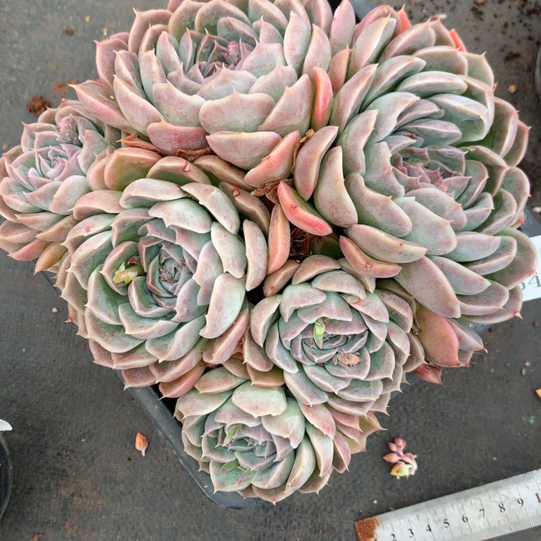 6445杂交精品基地19厘米