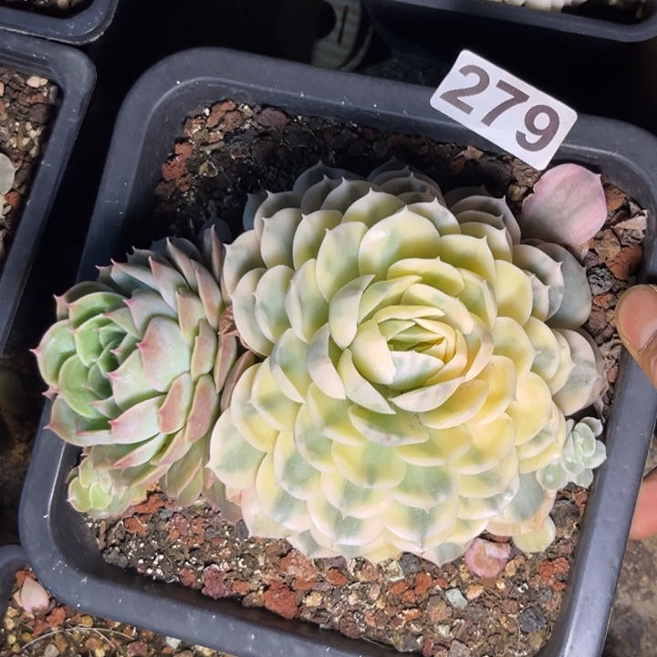 多肉植物昂斯洛锦279