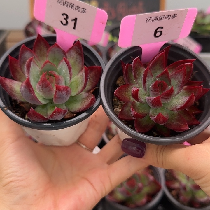 小***631.6 惊鸿仙子多肉植物