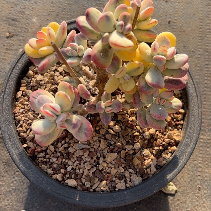 无花朵324号福娘锦无砍