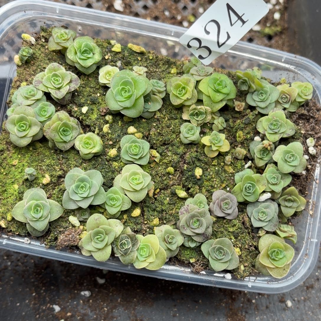 多肉植物多肉植物324