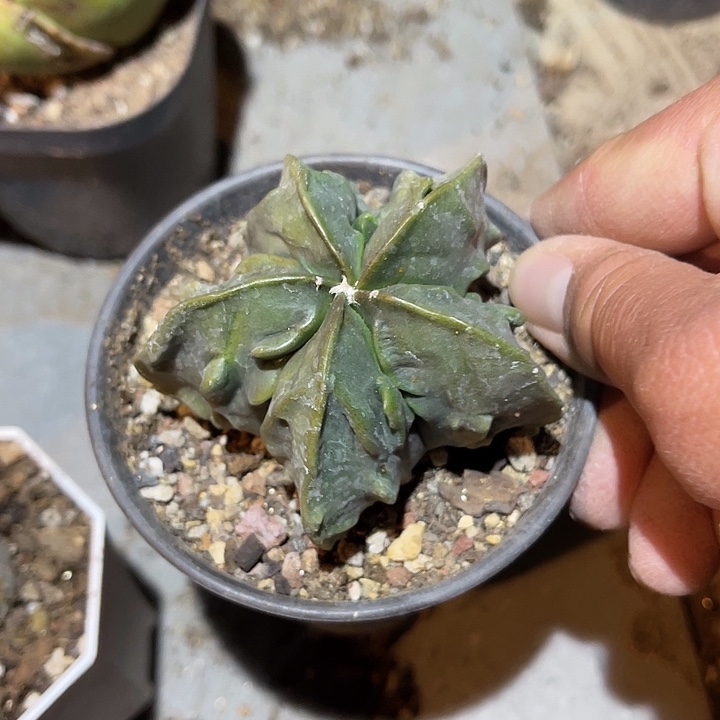 满38包邮2天凑单，脱土晾根发货多肉植物