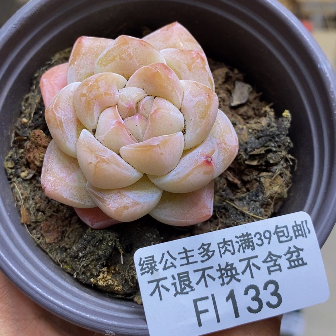 133珍妮冰玉多肉3c m m