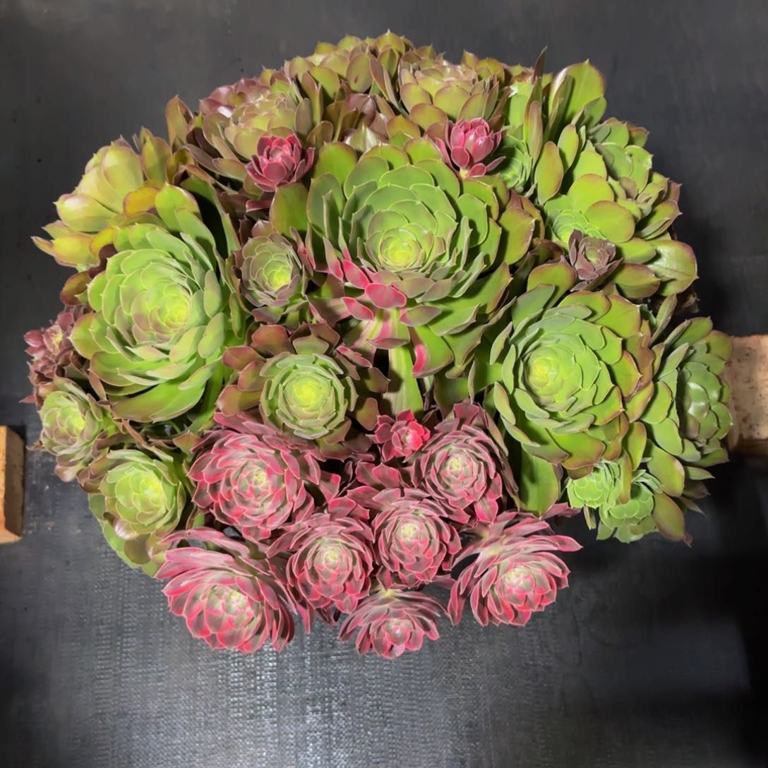 工**姐阴阳精品法师