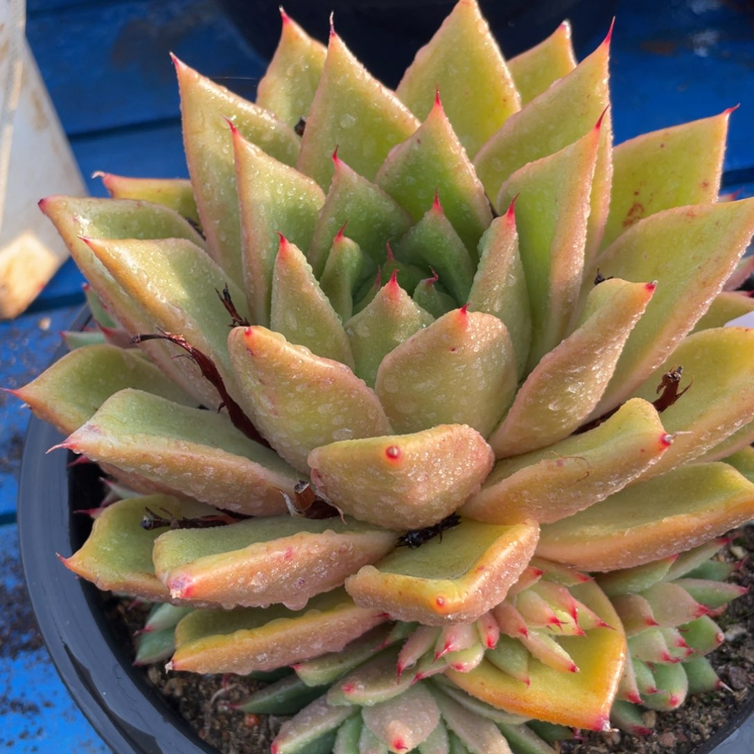 无花朵若如东云组拍D259