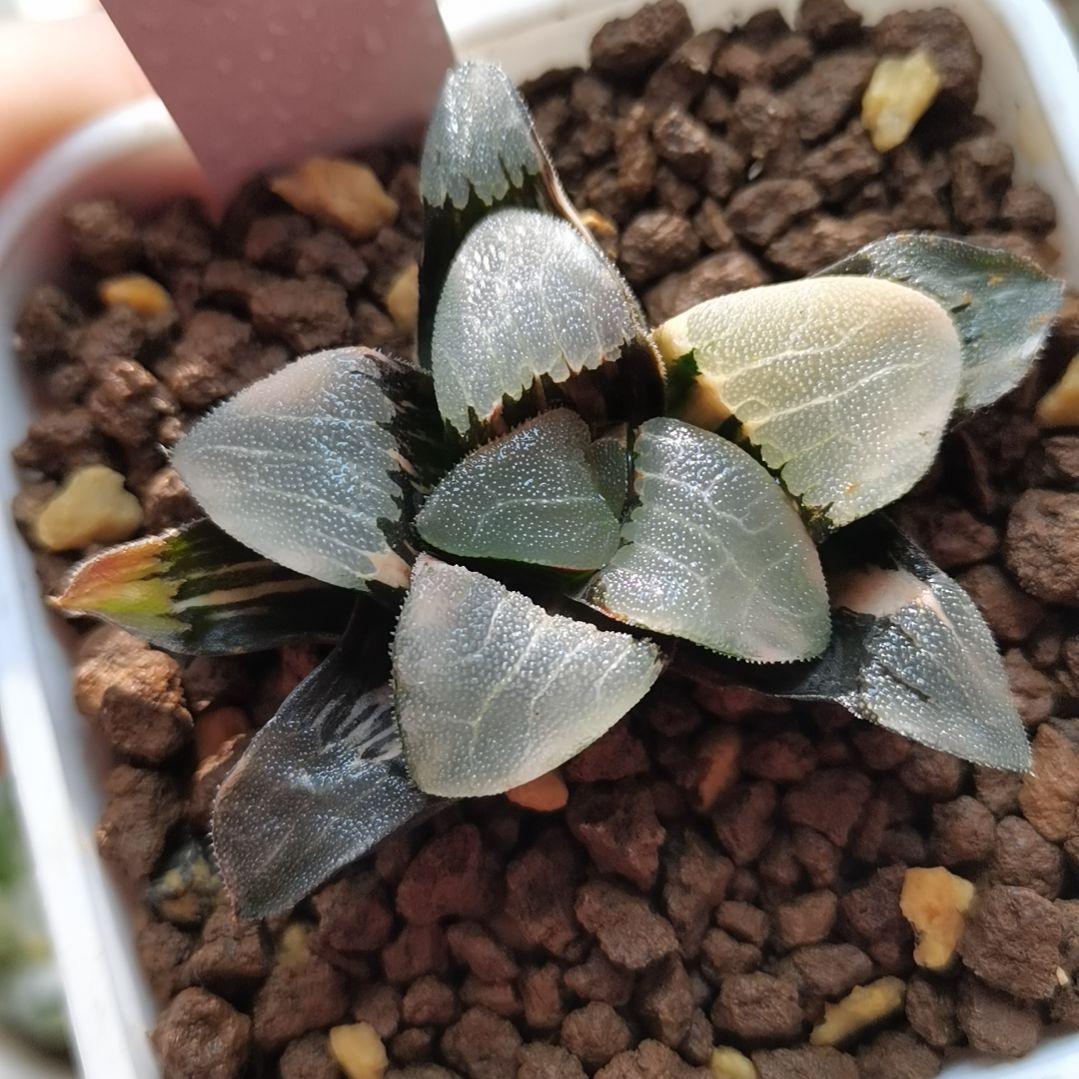 212号大久保克锦一物一拍带盆土发货